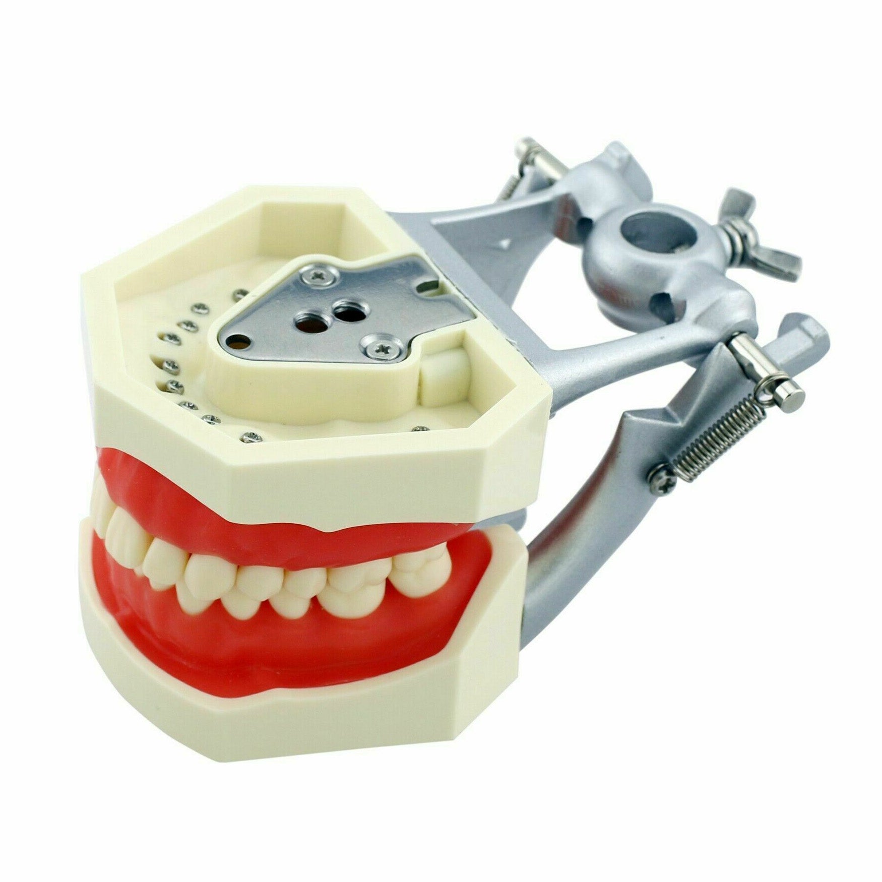 Dental Typodont Teeth Model 28/32Pcs Teeth M8011/M8012 Compatible Nissin Kilgore 200