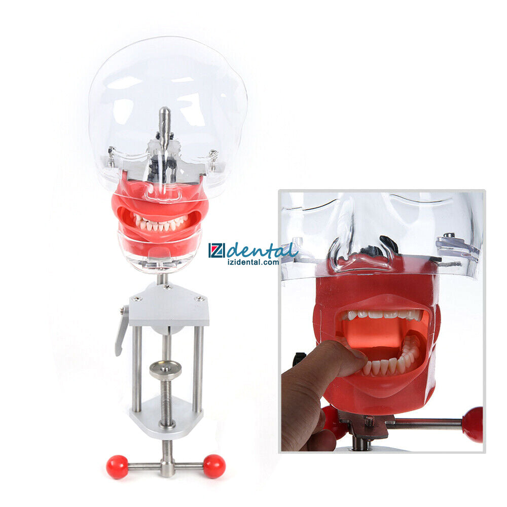 Dental Manikin Phantom Head Simulation Phantom Head (Typodont Compatible Nissin Kilgore)
