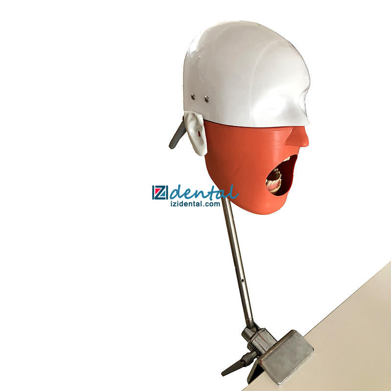 Dental Manikin Mannequin Head / Phantom Head (Typodont Compatible with Nissin Kilgore / Frasaco)