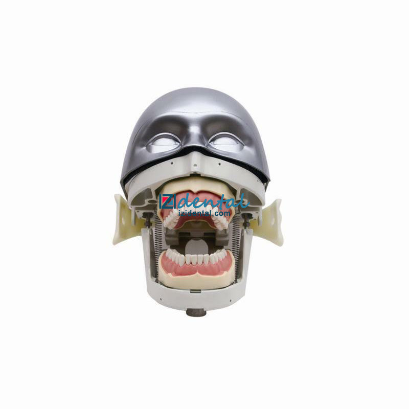 Jingle JG-C4 Dental Phantom Head For Dental Students Compatible with Nissin Kilgore / Frasaco