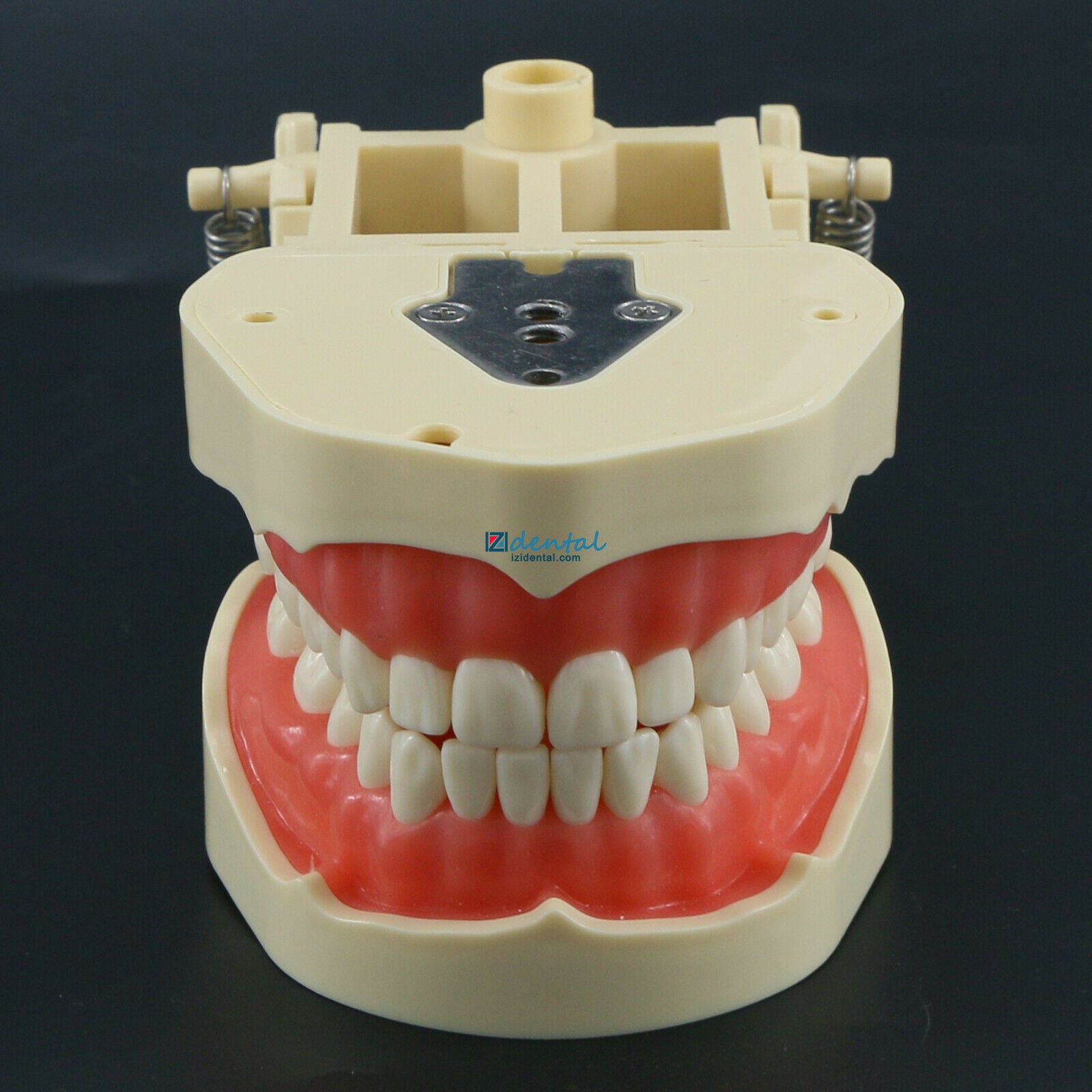 Dental Typodont Teeth Model M8013/M8014-2 28/32 Teeth Compatible with Frasaco ANA-4/AG3