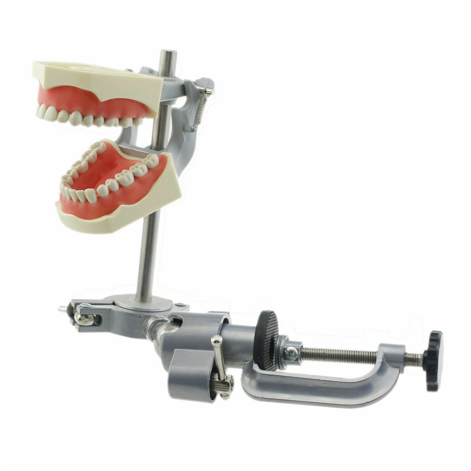 Dental Mounting Pole Typodont Holder with Dental Typodont Model (Compatible Columbia 860 Teeth)