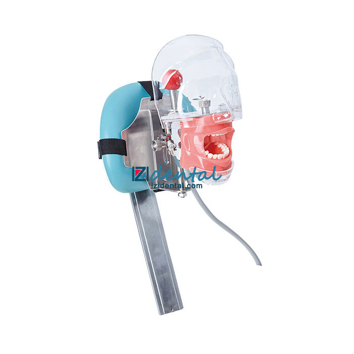 Jingle C6-3 Dental Mannequin Head Teaching Training Phantom Head Compatible Nissin Kilgore